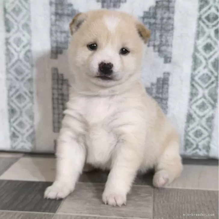 ID:2503-02575の子犬