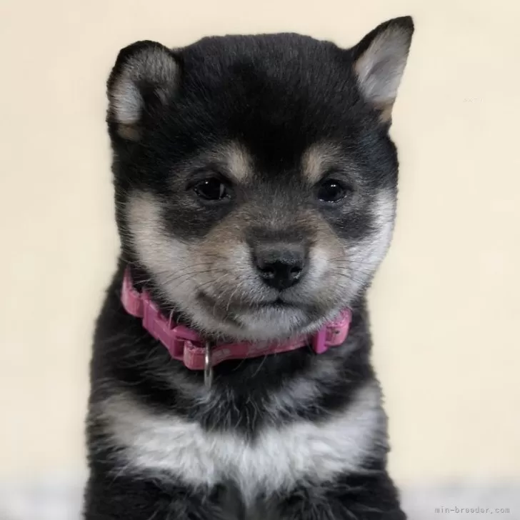 ID:2412-04788の子犬
