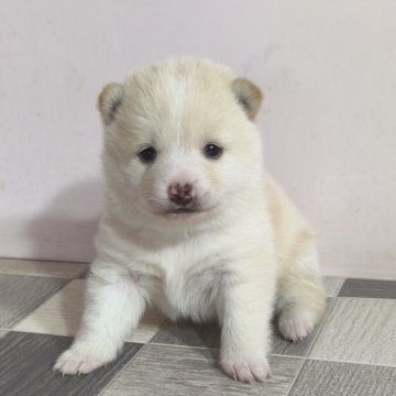 柴犬(豆柴)【茨城県・女の子・2025年2月3日・白】の写真「4代祖豆柴犬
小ぶりなわいい女の子です❣️」