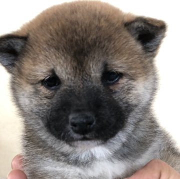 柴犬(豆柴)【茨城県・女の子・2024年11月11日・黒】の写真「4代祖豆柴
とってもかわいい女の子です😍❤️」