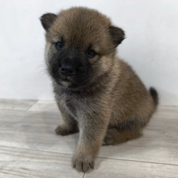 豆柴【茨城県・男の子・2025年6月5日・赤】の写真「代々豆柴犬✨️とってもかわいい男の子です❣️」