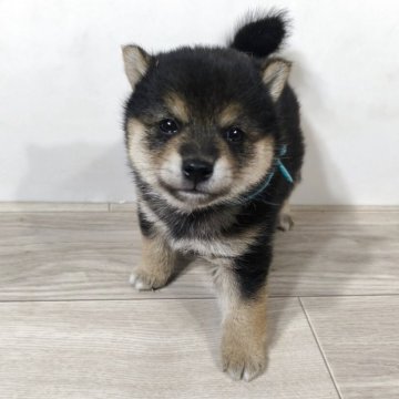 柴犬(豆柴)【茨城県・女の子・2025年8月11日・黒】の写真「代々豆柴犬
とってもかわいい女の子です♥️」