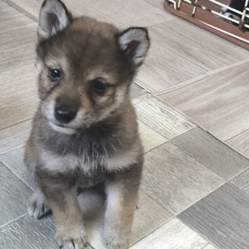 柴犬(豆柴)【茨城県・男の子・2025年8月27日・赤】の写真「胡麻柴犬   とってもかわいい男の子です♥️」