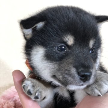 柴犬(豆柴)【茨城県・男の子・2024年11月10日・黒】の写真「4代祖豆柴
とってもかわいい男の子です😍❤️」