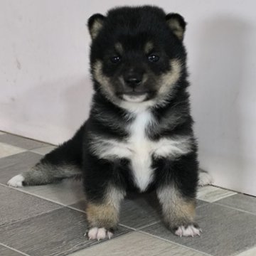 柴犬(豆柴)【茨城県・女の子・2025年2月3日・黒】の写真「4代祖先豆柴
とってもかわいい女の子です💞」