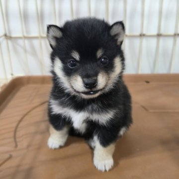 豆柴【茨城県・男の子・2025年8月17日・黒】の写真「代々豆柴  とってもかわいい男の子です♥️」