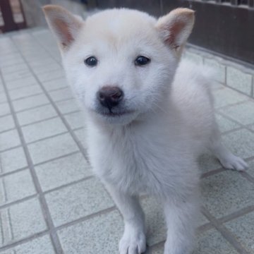 豆柴【茨城県・男の子・2025年8月20日・白】の写真「4代祖豆柴 とってもかわいい男の子🤩」