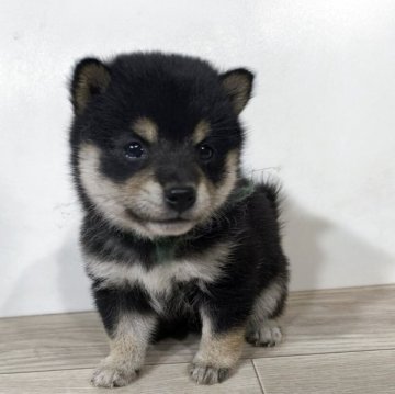 柴犬(豆柴)【茨城県・女の子・2025年8月11日・黒】の写真「代々豆柴犬
とってもかわいい女の子です♥️」