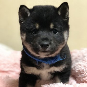 柴犬(豆柴)【茨城県・男の子・2024年11月11日・黒】の写真「4代祖豆柴
とってもかわいい男の子です😍💕」