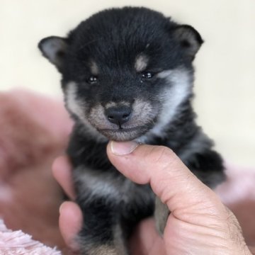 柴犬(豆柴)【茨城県・男の子・2024年11月10日・黒】の写真「4代祖豆柴
とっても小さい豆柴です❣️」