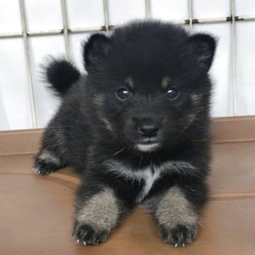豆柴【茨城県・男の子・2025年8月17日・黒】の写真「代々豆柴犬
とってもかわいい男の子です♥️」