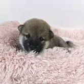 豆柴