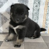 柴犬(豆柴)