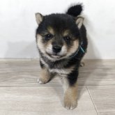 柴犬(豆柴)