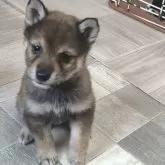 豆柴