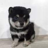 豆柴