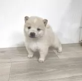 豆柴