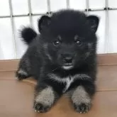豆柴