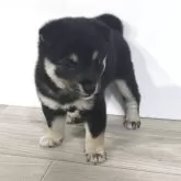 豆柴【茨城県・女の子・2025年8月20日・黒】の写真2