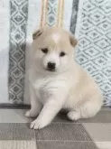 柴犬(標準サイズ)【茨城県・女の子・2025年2月9日・白】の写真3