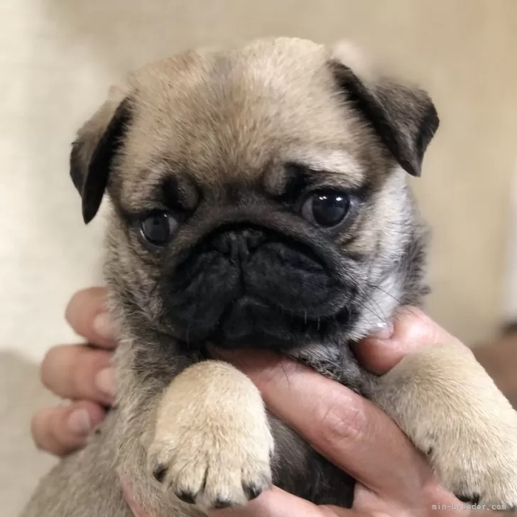ID:2405-01809の子犬