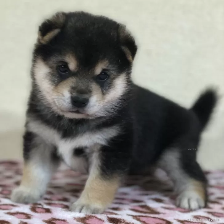 ID:2406-02838の子犬