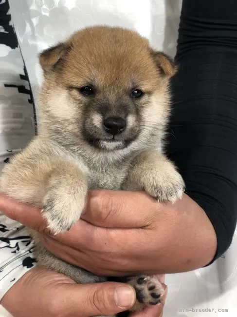 Tomo 様のお迎えした子犬