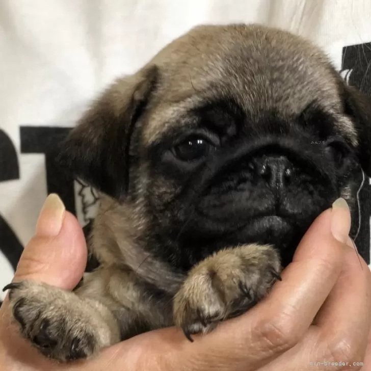 ミオナ 様のお迎えした子犬