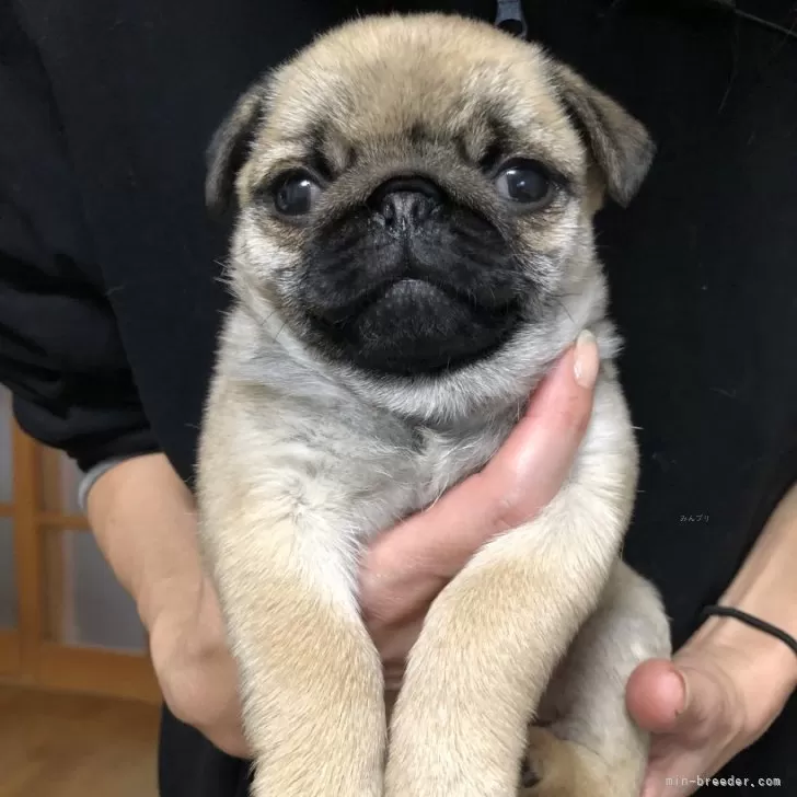 ID:2402-04353の子犬