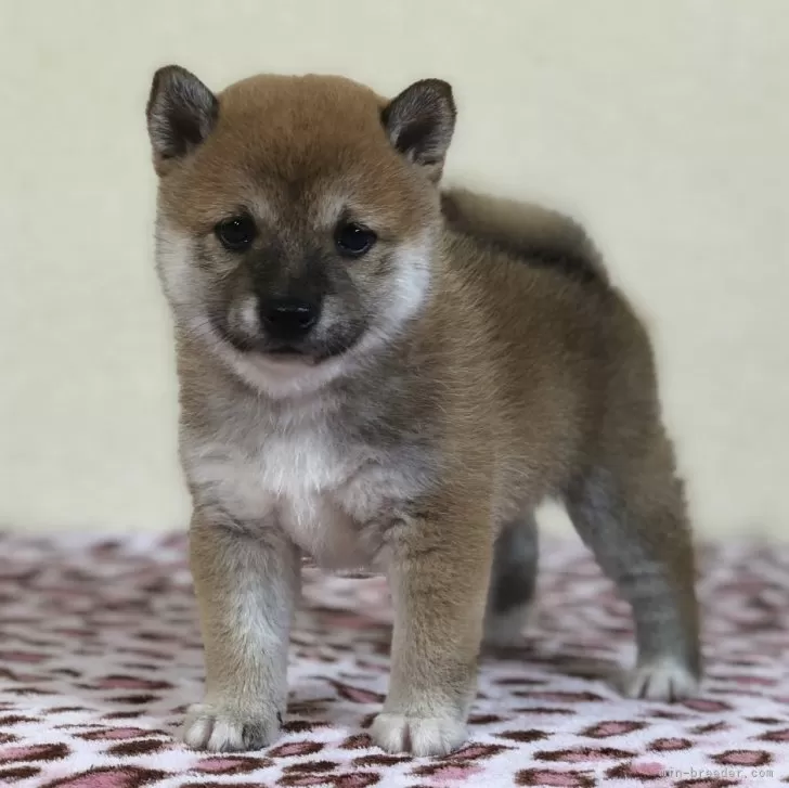 ID:2406-02751の子犬