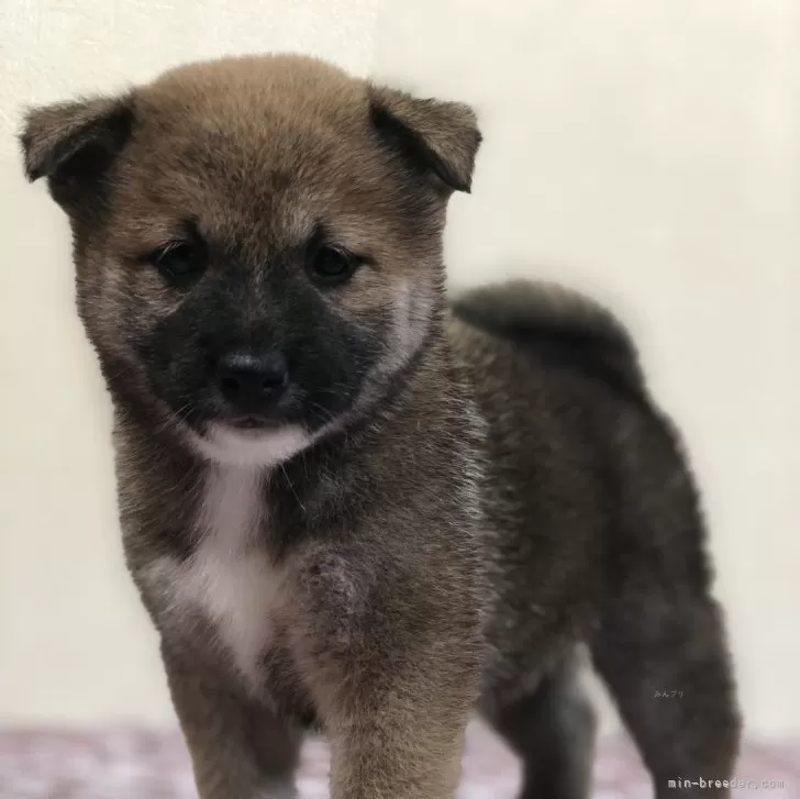 ID:2406-02759の子犬
