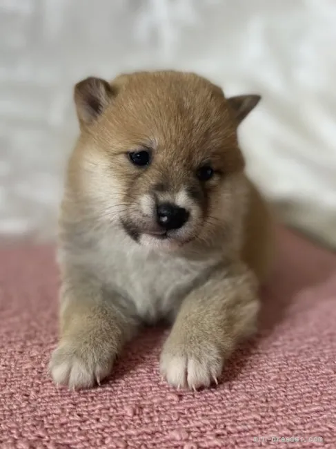 ID:2201-03001の子犬