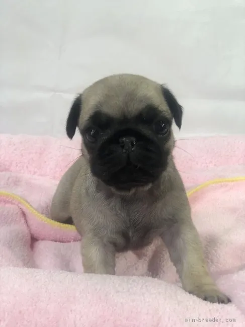 ID:2007-02280の子犬