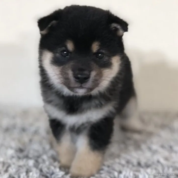 ID:2304-03236の子犬