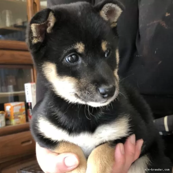 ID:2312-02424の子犬