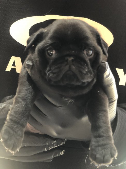 パグ 茨城県 男の子 22年1月日 黒 とってもかわいい黒パグ男の子です みんなのブリーダー 子犬id 22