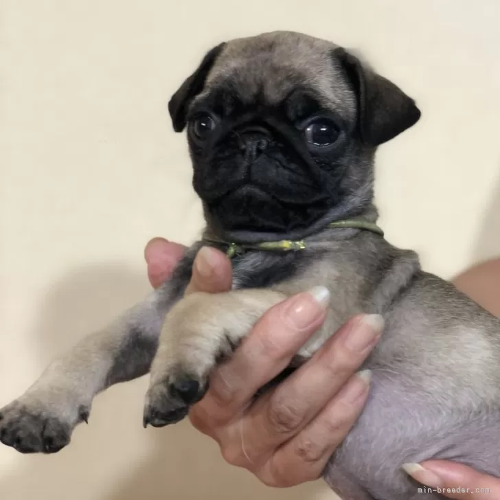 ID:2409-00206の子犬