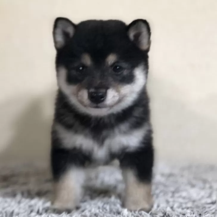 ID:2410-05928の子犬
