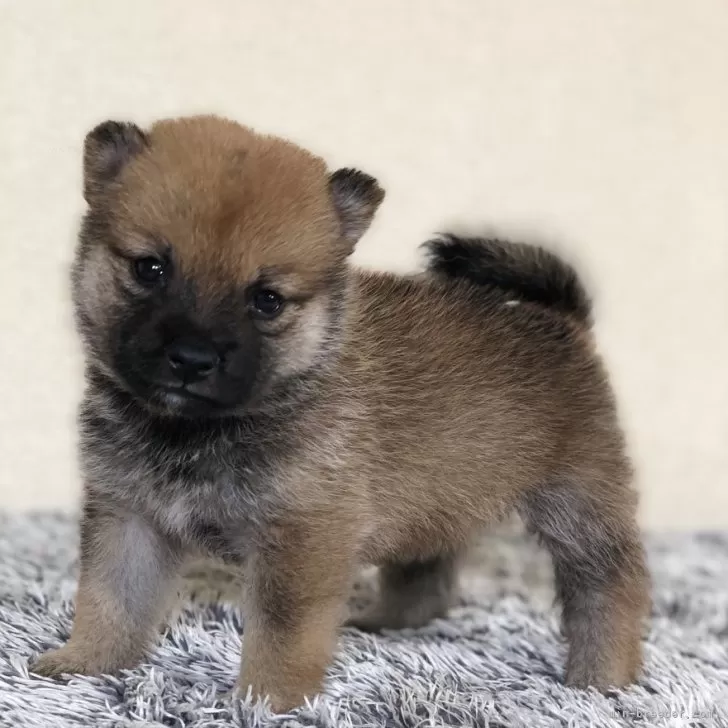 ID:2410-00332の子犬