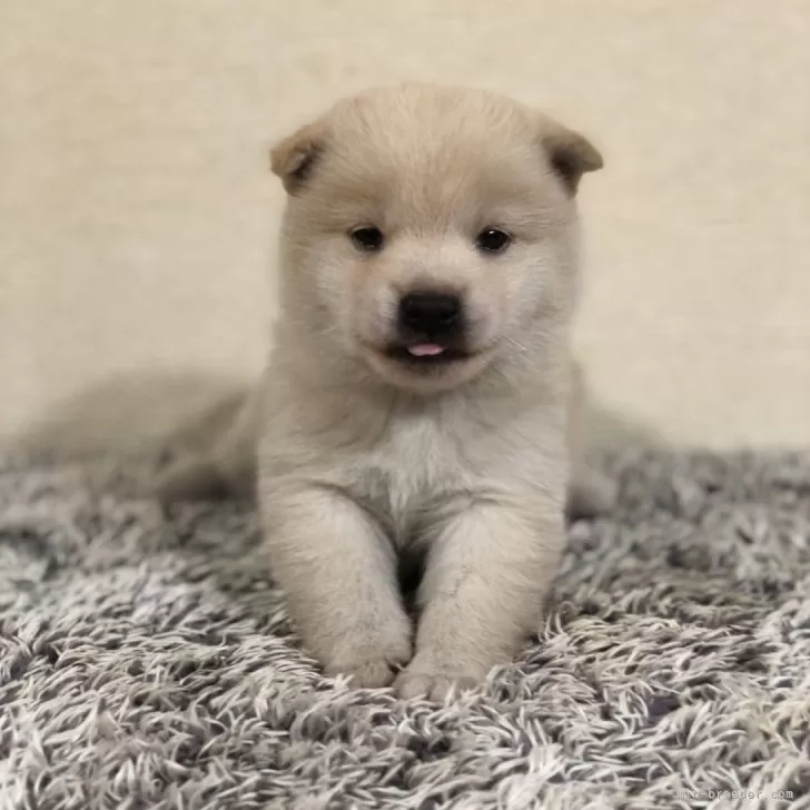 ID:2403-05745の子犬