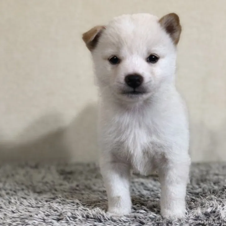 ID:2311-04469の子犬