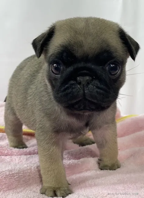 T 様のお迎えした子犬