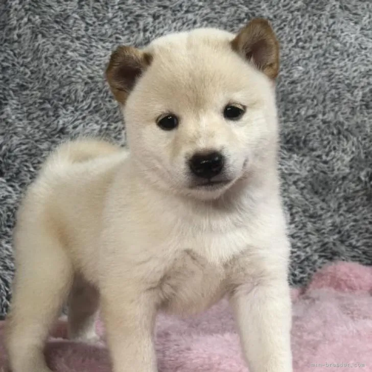 ID:2209-00762の子犬