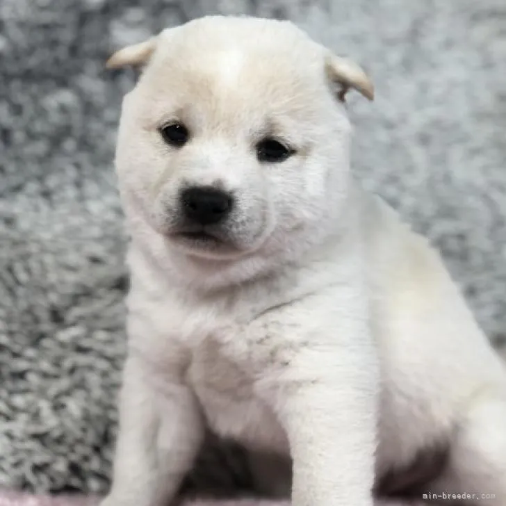 ID：2210-04739の子犬