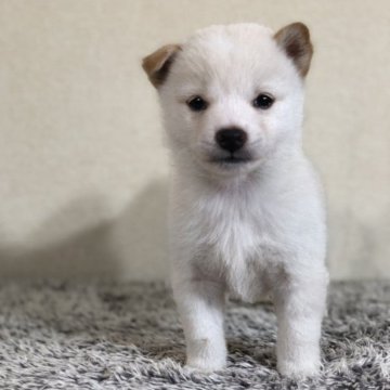 柴犬(豆柴)【茨城県・男の子・2023年10月7日・白】の写真「小さい豆柴お探しの方おすすめ‼️」