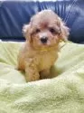 ティーカッププードル【千葉県・男の子・2025年8月6日・オレンジ・フォーン(アプリコット)】の写真4