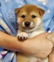 柴犬(標準サイズ)【千葉県・男の子・2024年10月28日・赤】の写真14