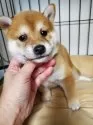 柴犬(標準サイズ)【千葉県・男の子・2024年10月28日・赤】の写真3
