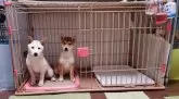 柴犬(標準サイズ)【千葉県・男の子・2024年10月28日・赤】の写真8「ケージから飛び出さないよ♪「マテ！」」