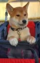 柴犬(標準サイズ)【千葉県・男の子・2024年10月28日・赤】の写真6